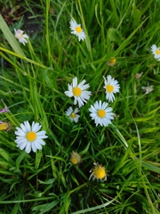 Bellis perennis