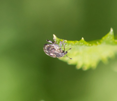 Rhinoncus perpendicularis