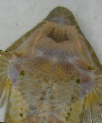 Pseudohemiodon laticeps