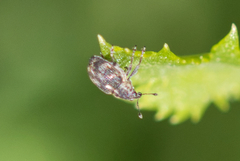 Rhinoncus perpendicularis