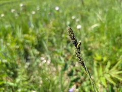 Carex hartmanii