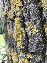 Xanthoria parietina
