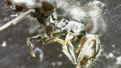 Crematogaster scutellaris