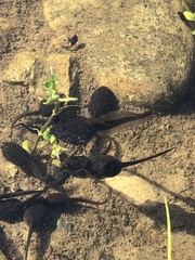 Bufotes viridis sitibundus