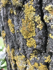 Xanthoria parietina