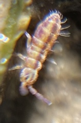 Isotomurus tricolor