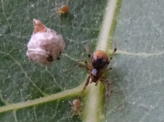 Theridiidae