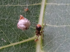 Theridiidae