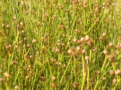 Baccharis juncea