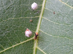 Theridiidae