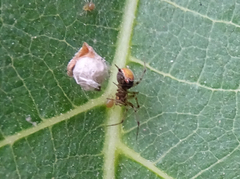Theridiidae