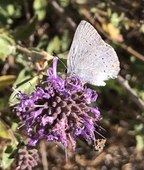 Satyrium sylvinus dryope