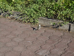 Mimus parvulus parvulus