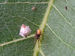 Theridiidae