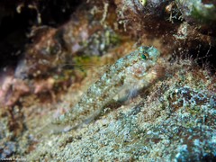 Vanneaugobius canariensis