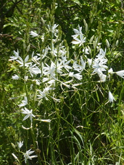Anthericum liliago