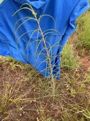 Asclepias engelmanniana