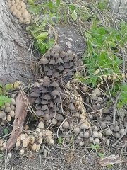 Coprinellus disseminatus