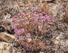 Chorizanthe staticoides