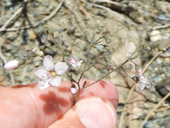 Hesperolinon spergulinum