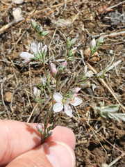 Hesperolinon spergulinum