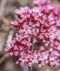 Chorizanthe staticoides