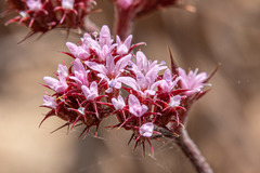 Chorizanthe staticoides