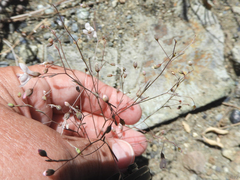 Hesperolinon spergulinum