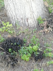 Coprinellus disseminatus