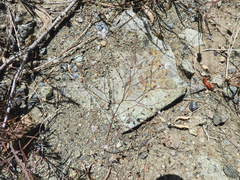 Hesperolinon spergulinum