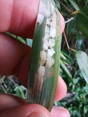 Stigmaeopsis nanjingensis