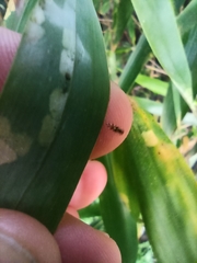 Stigmaeopsis nanjingensis