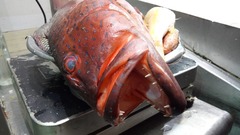 Plectropomus pessuliferus