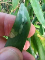 Stigmaeopsis nanjingensis