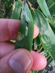 Stigmaeopsis nanjingensis