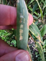 Stigmaeopsis nanjingensis