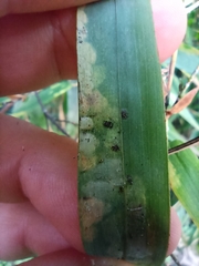 Stigmaeopsis nanjingensis