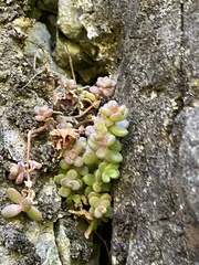 Sedum debile