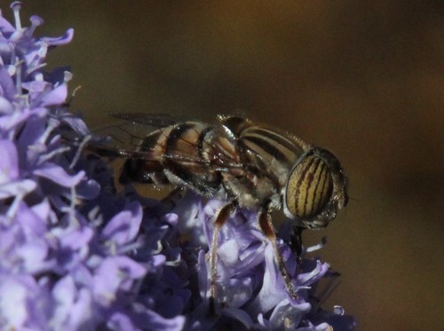 Eristalinus barclayi photo 5