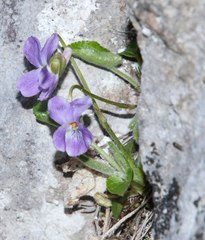 Viola collina