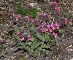 Pulmonaria australis