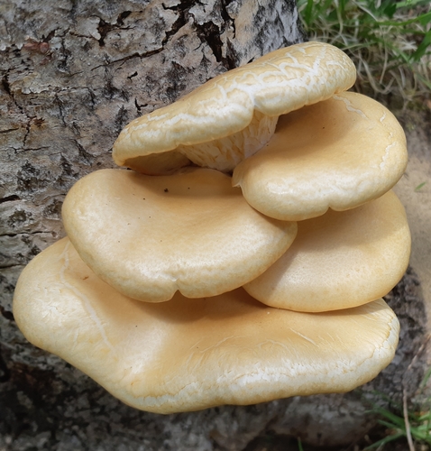 Pleurotus populinus