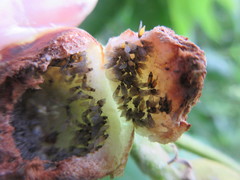 Phylloxera caryaecaulis