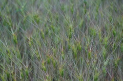 Aegilops triuncialis