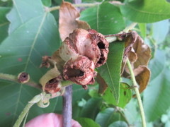 Phylloxera caryaecaulis