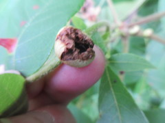 Phylloxera caryaecaulis