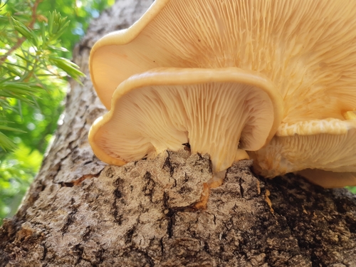 aspen oyster mushroom