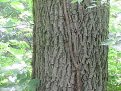 Phylloxera caryaecaulis