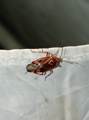 Deraeocoris olivaceus