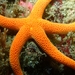 Estrella de Mar de Sangre - Photo (c) Stefanie, algunos derechos reservados (CC BY-NC), subido por Stefanie